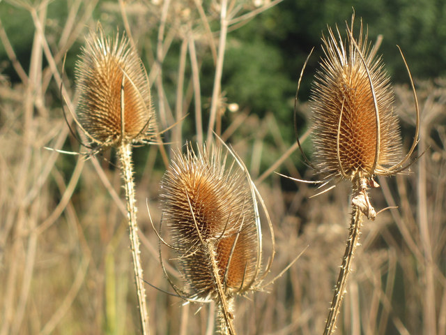 Teasels in the Millhoppers Nature Reserve