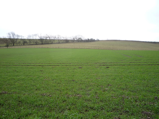 Crop field, West Flotmanby