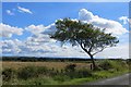 Wind sculpted tree, Sharon Street