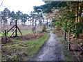 Bridleway towards Picketts Hill