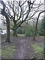 SE1111 : Footpath into Honley Wood from Bent Ley Road, Meltham by Humphrey Bolton