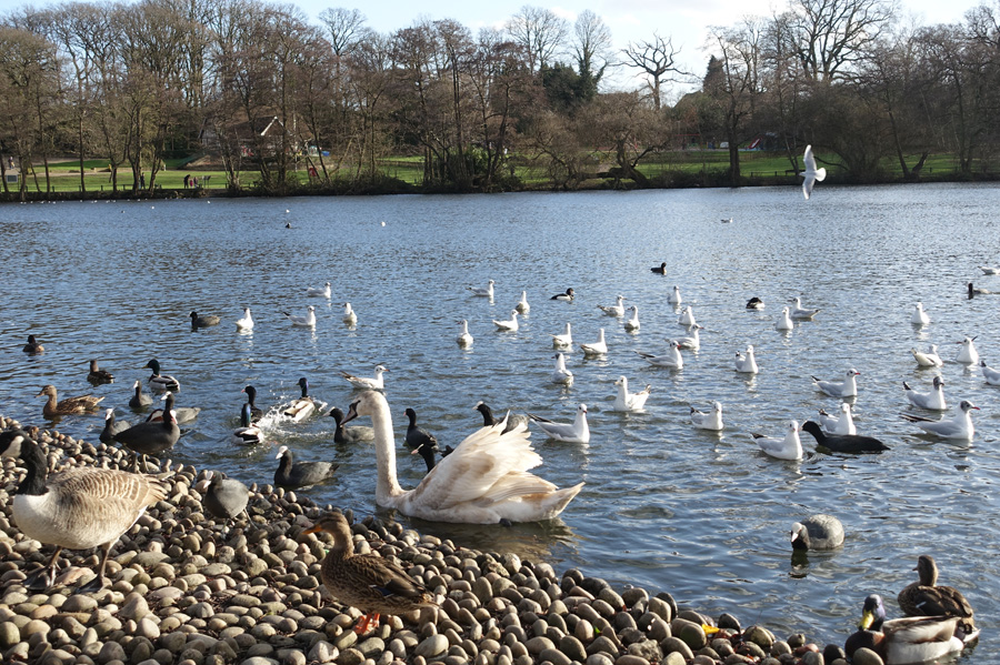 Grovelands Park Lake © John Salmon Cc By Sa20 Geograph Britain And Ireland 