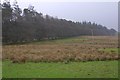 A damp pasture, Borthwickshiels