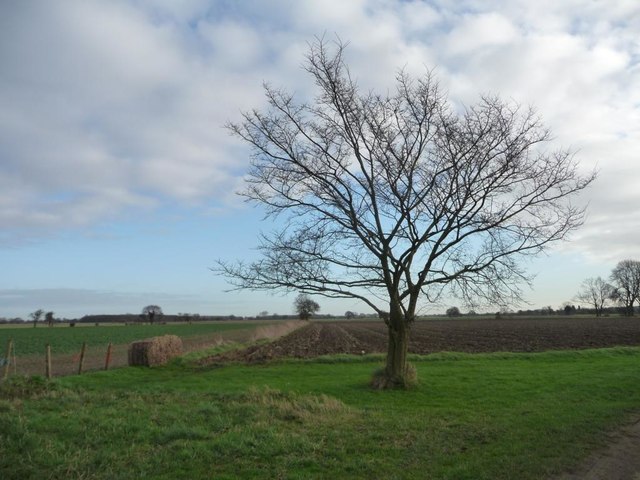 Tree on the north side of Biggin Lane