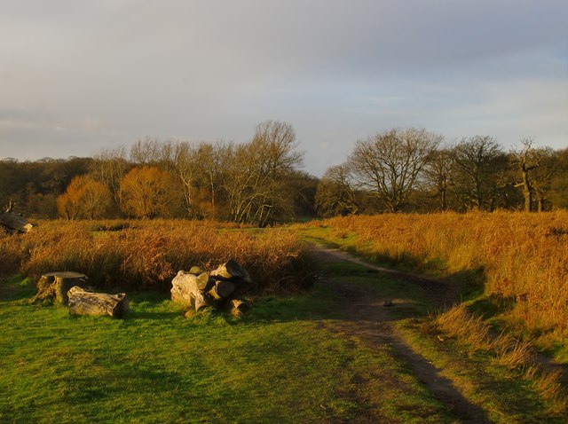 A path across Lawn Field, in January