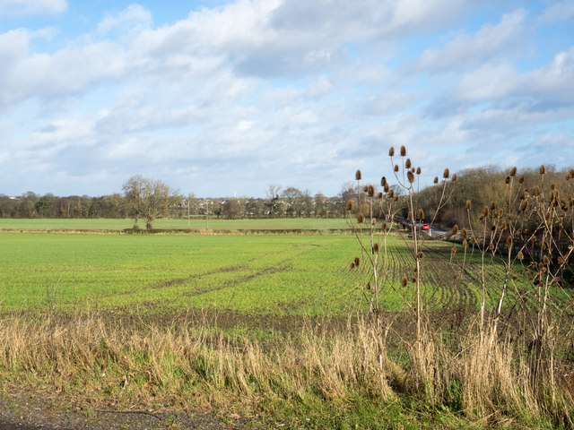 Field edge adjacent to Middridge Road