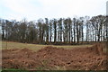 Trees on a bank by the road to Everthorpe