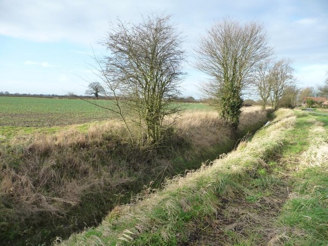 Trees along a drain on the south side of Biggin Lane
