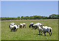 Sheep grazing south of Hartland, Devon