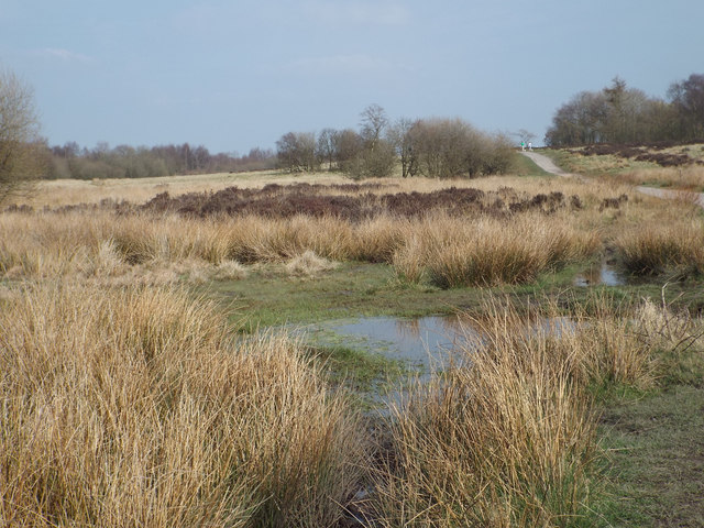 Wet and dry heath, Chasewater country park