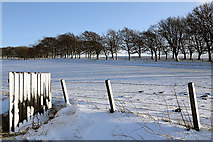 NT4827 : Winter farmland at Selkirk Common by Walter Baxter