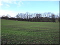 Farmland, New Coundon