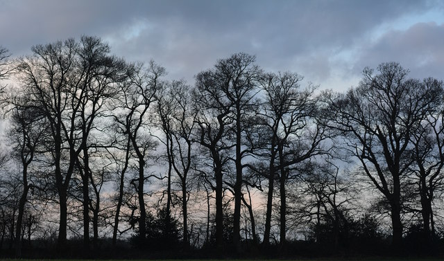 Hedgerow trees and mottled clouds