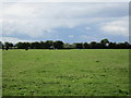 Field to the west of Butt Lake Road (2)