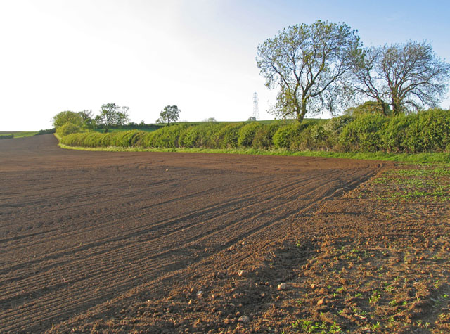 Field by Ashley Road
