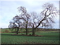 Trees in a crop field, North Close