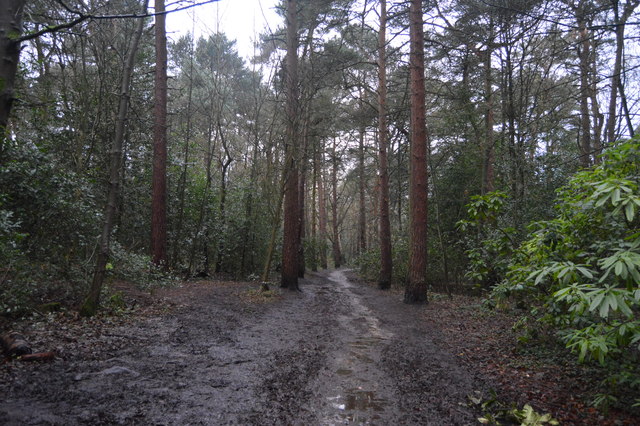 Harrogate Link Path through The Pinewoods