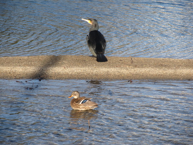 A cormorant and a mallard hen in Castle Park Boating Lake