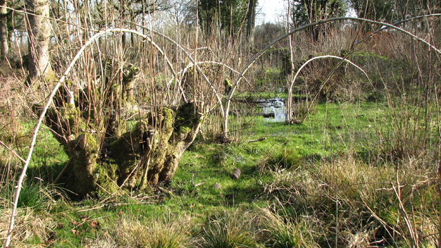 Coppiced willows in Honeypot Wood