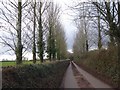 Road lined with trees to West Newton