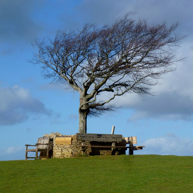 Tree atop Cleeve Cloud