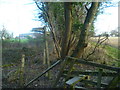 Footpath leaves the woods at dilapidated stile