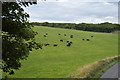 SK2170 : Cattle grazing by N Chadwick