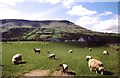 Antrim hills with sheep