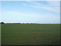 Young crop field north of Hornsea Road