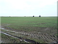 Coastal crop field