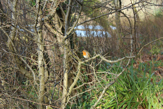 Robin at the Swan Pond, Culzean