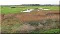 TF8544 : Marshes, Burnham Overy Staithe by Derek Harper