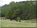 Cattle near Corsefield