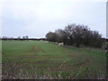 Young crop field and hedgerow