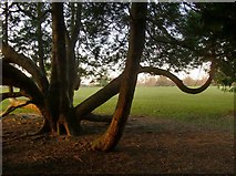 TQ1478 : Exotic cypress trees at Osterley Park by Stefan Czapski