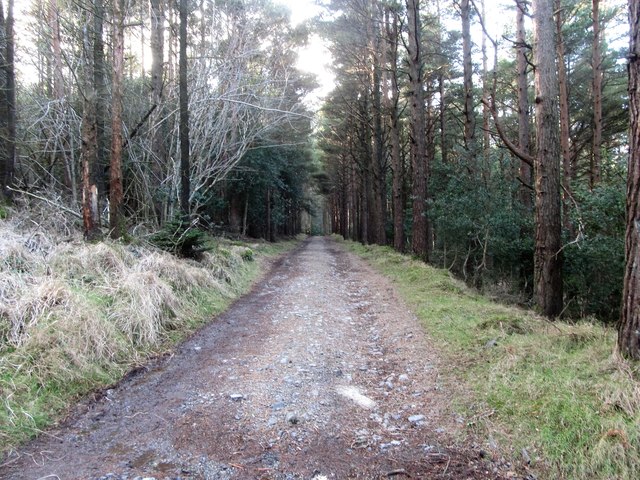 The upper tier Donard Wood forest road