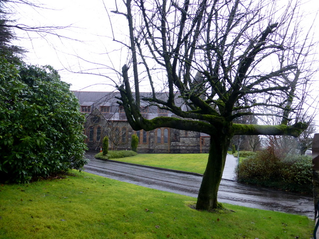 A cross shaped tree, Omagh