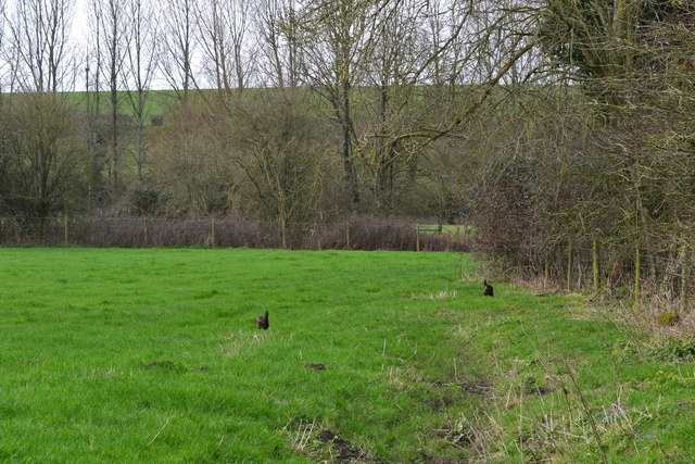 Hens in field at Stapleford