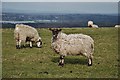 TQ0412 : Amberley: Downs Farm: Sheep field by Michael Garlick