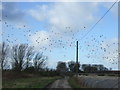TA1555 : Flock of pigeons, Dringhoe by JThomas
