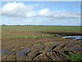 TA1555 : Muddy field near Dringhoe Manor Farm by JThomas