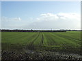 Crop field south of Beeford Road (B1249)