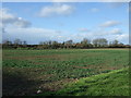 Crop field off Beeford Road (B1249)