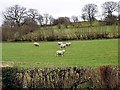 SH8931 : Pasture at Ffynongower by John Lucas