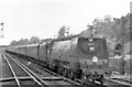 Up Ilfracombe portion of Atlantic Coast Express rushing through Weybridge, 1953