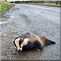 A road casualty at Brotherstone, or is it?