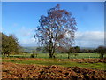 Silver birch on Brechfa Common