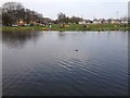 Duckling on Birchwood Park Lake