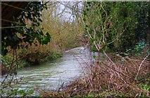 SP3509 : River Windrush, Witney, Oxon by P L Chadwick