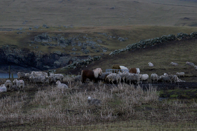 Pony with sheep at supplementary feeding, Lund